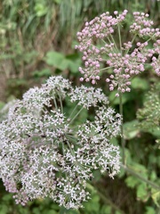 Angelica sylvestris