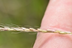 Chloris texensis
