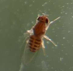 Drosophila busckii