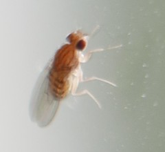 Drosophila busckii