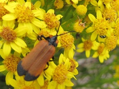 Lycus palliatus
