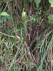 Angelica sylvestris