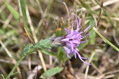 Liatris bracteata