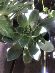 Aeonium arboreum