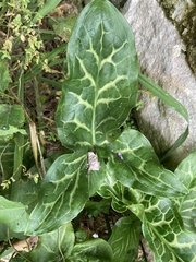 Arum italicum
