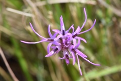 Liatris bracteata