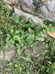 Arum italicum