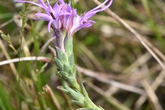 Liatris bracteata