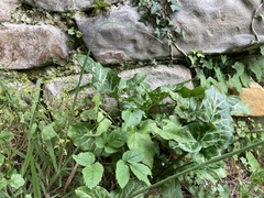 Arum italicum