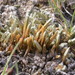 Selaginella densa - Photo (c) Matt Lavin,  זכויות יוצרים חלקיות (CC BY-SA)
