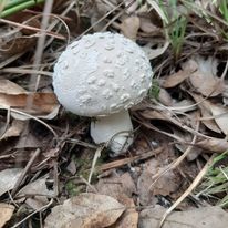 Lycoperdon mammiforme