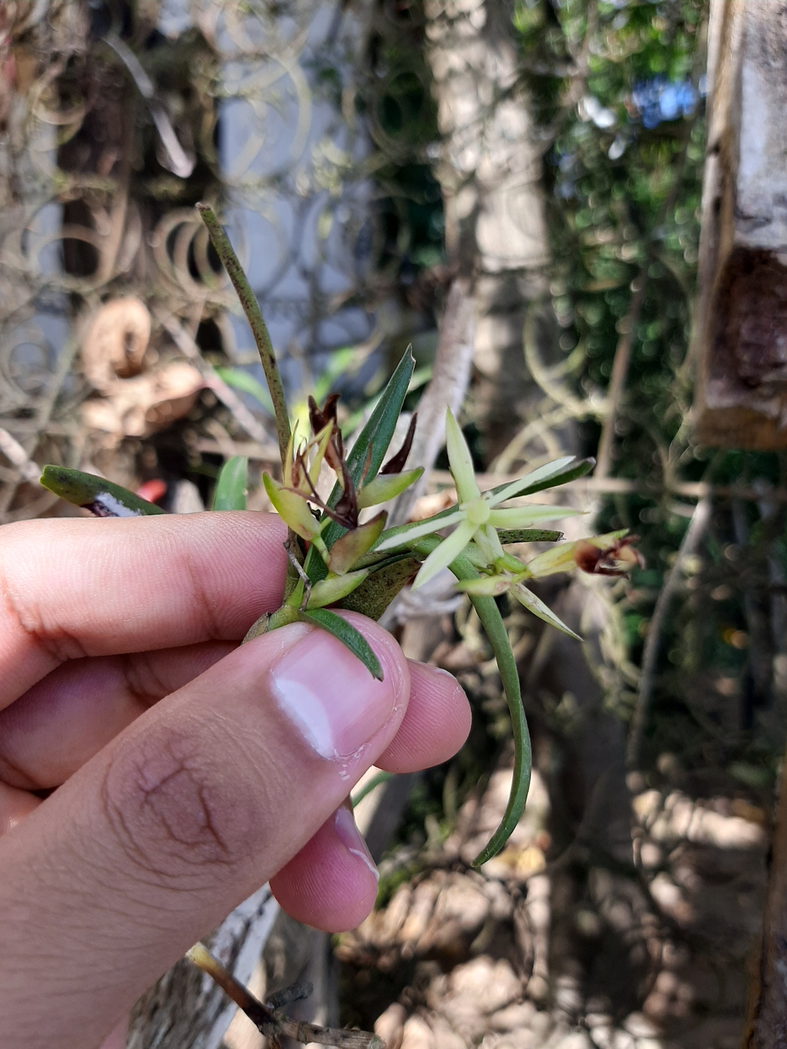 Epidendrum mixtum Poepp. & Endl. 3