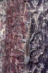 Oplurus cyclurus