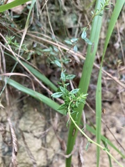 Daboecia cantabrica