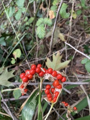 Iris foetidissima