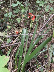 Iris foetidissima