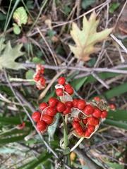 Iris foetidissima
