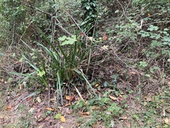 Iris foetidissima