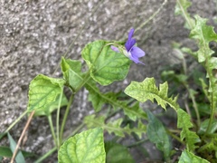 Viola