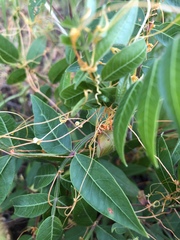 Cuscuta indecora
