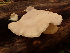 Postia tephroleuca