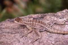 Oplurus quadrimaculatus