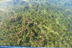 Myriophyllum triphyllum