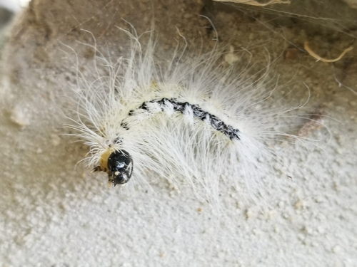 Hackberry Dagger photo 4