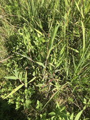 Dichanthelium scoparium