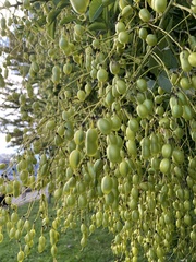 Styphnolobium