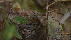 Vireo bellii
