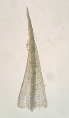 Dicranella varia