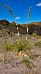 Dasylirion leiophyllum