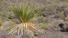 Dasylirion leiophyllum