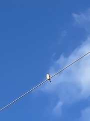 Falco sparverius paulus
