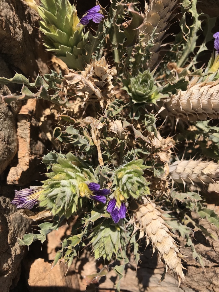 Pebble Spikeviolet