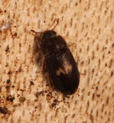 Biphyllus lunatus