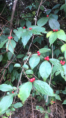 Lonicera maackii