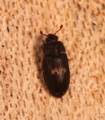 Biphyllus lunatus