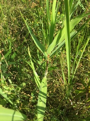 Dichanthelium scoparium