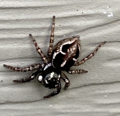 Anasaitis canosa