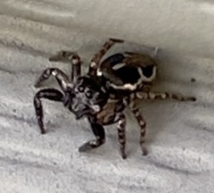 Anasaitis canosa