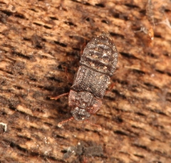 Micropeplus staphylinoides