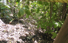 Ctenosaura oedirhina