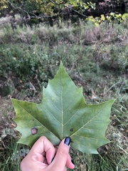 Platanus occidentalis