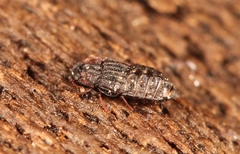 Micropeplus staphylinoides