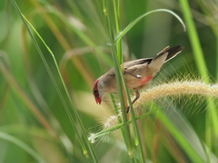 Estrilda troglodytes