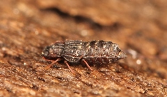 Micropeplus staphylinoides