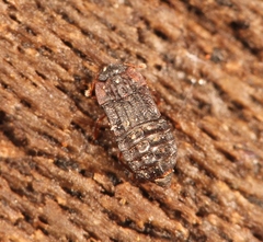 Micropeplus staphylinoides