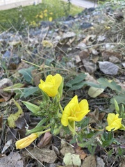 Antirrhinum majus